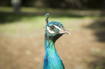 Fototapeta premium Peacock from the island of Lokrum
