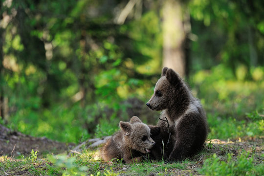 Bear cubs in forest