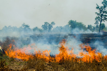 Straw fire