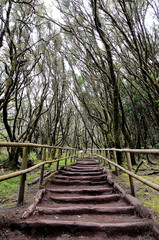 Fototapeta premium National Park Garajonay, La Gomera, Canary Islands, Spain.
