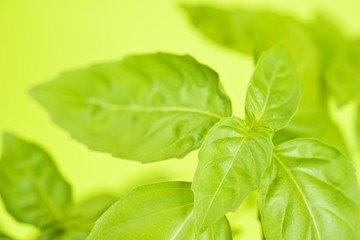 Green leaves abstract yellow background