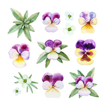 Watercolor illustrations of pansy flowers