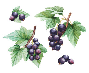 Watercolor black currants illustrations