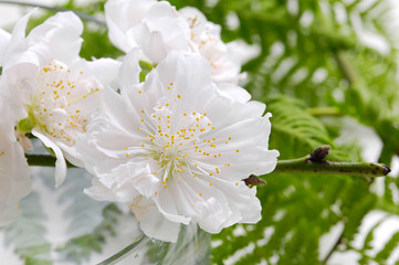 Blooming tree in spring with white flowers