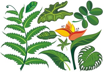 Set of tropical leaves and flowers