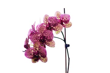 Beautiful bloom of red fresh orchid flower © bokstaz