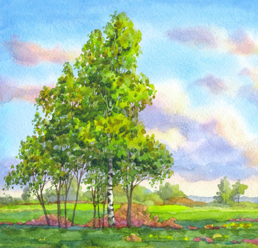 Watercolor landscape. Trees in the evening field