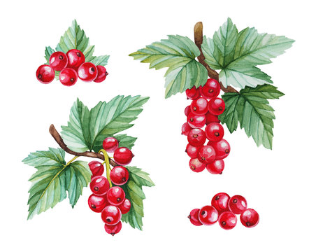 Watercolor illustrations of red currants