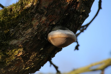 Fire sponge (Phellinus igniarius) growing on an apple tree