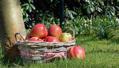 A basket of red apples next to a tree in an orchard