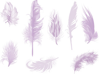 eight lilac feathers isolated on white
