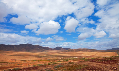 Sheep of Fuertevetura