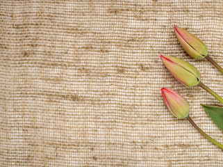 three bud tulips on burlap background