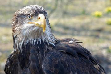 Junger Weißkopfseeadler