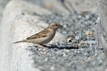 Passerotto