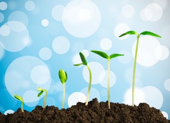 Growth. Plants