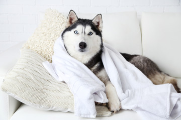 Beautiful cute husky with towel lying on sofa in white room © Africa Studio