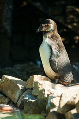 Obraz premium Pinguino