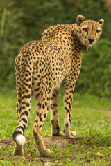 Naklejka na ściany i meble cheetah on ground