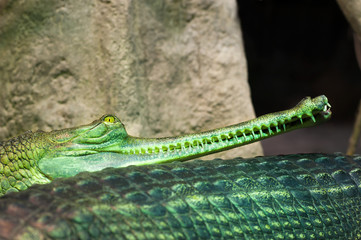 Gharial-Indian gavial crocodile in Prague zoo. Gavialis Gangetic