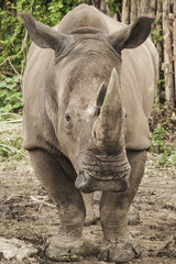 Obraz premium rhino with one horn