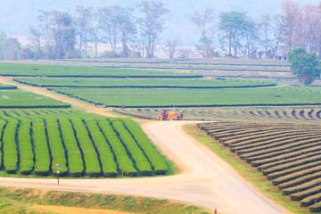 Green tea field plantation in thailand