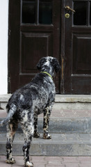 Dog waiting at the door