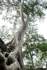 the ancient and big tree