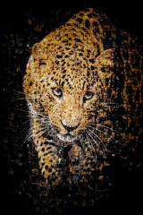Many photographs of leopard