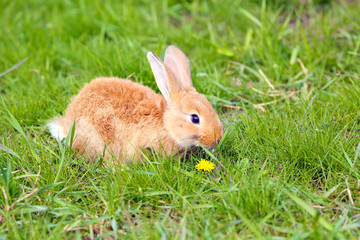 Little rabbit in grass close-up