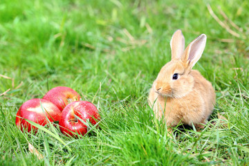 Little rabbit with apple in grass close-up