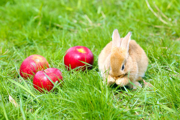 Little rabbit with apple in grass close-up