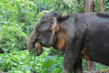 Fototapeta premium Elephant in Thailand