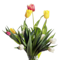 tulips on white background