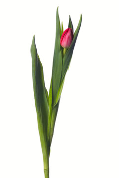 red tulip on white background