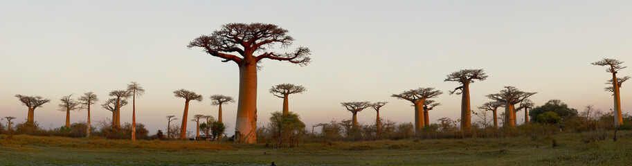 Fototapeta na wymiar Baobab Alley - Madagascar