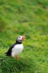 Puffin in the rain, Iceland