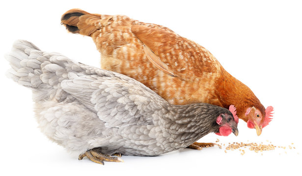 Two hens and grains