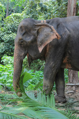Fototapeta na wymiar Elephant in Thailand