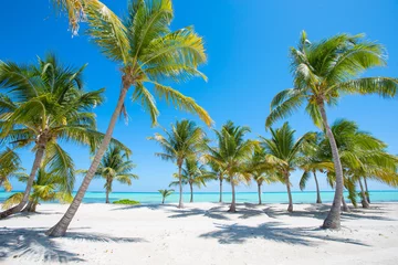 Foto auf Acrylglas Karibik Idyllischer tropischer Strand mit Palmen