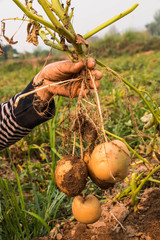 Harvest potato