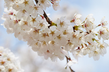 Cherry blossoms