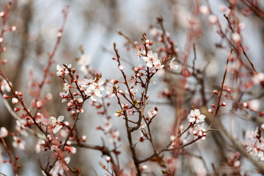 White flowers plum tree