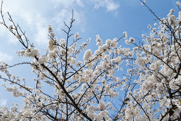 Cherry blossoms