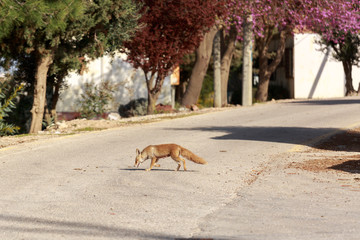 Fox in search of food