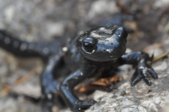 Bergsalamander