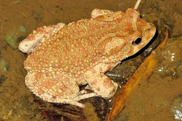 Toad Amietophrynus mauritanicus wild Morocco