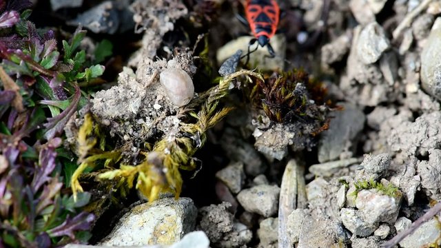 Two copulating firebugs