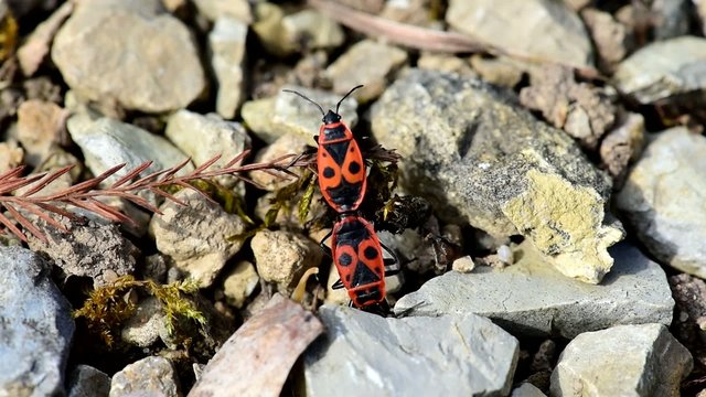 Two copulating firebugs