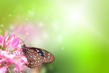 Fototapeta na wymiar Schönes Frühlingsmotiv mit Schmetterling auf einer rosa Blüte und Freifläche für Text